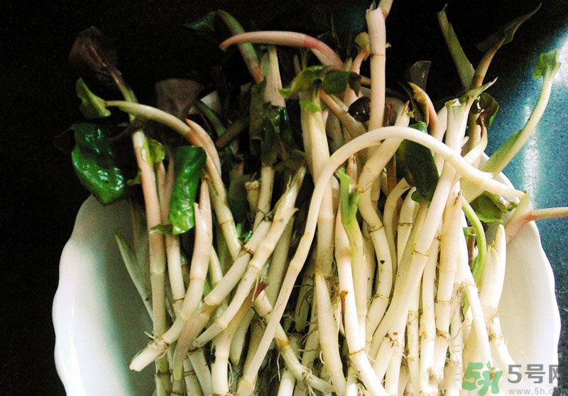 鱼腥草茶怎么煮,鱼腥草茶怎么制作 鱼腥草茶怎么煮,鱼腥草茶怎么制作