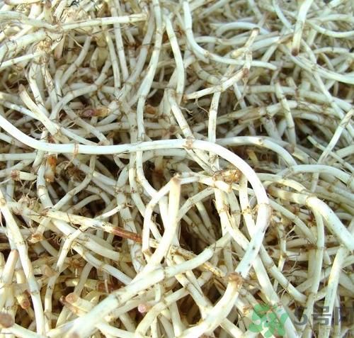 鱼腥草泡水喝的作用和功效,鱼腥草泡茶的功效和作用 鱼腥草泡水喝的作用和功效,鱼腥草泡茶的功效和作用