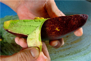 什么是酪梨,啤梨怎么判断熟