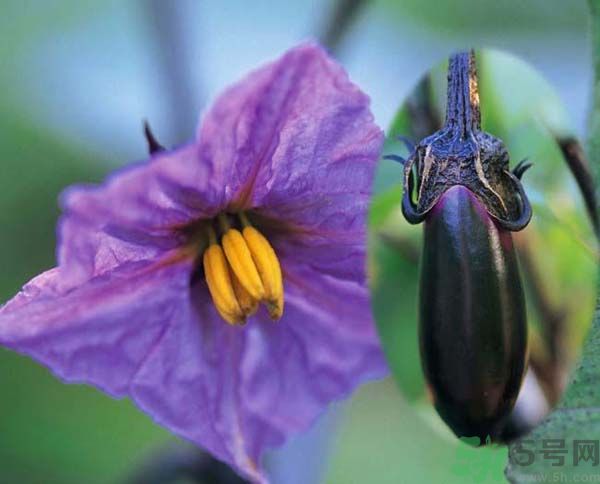 为什么不能吃猫肉?,为什么不能吃死螃蟹 为什么不能吃猫肉?,为什么不能吃死螃蟹