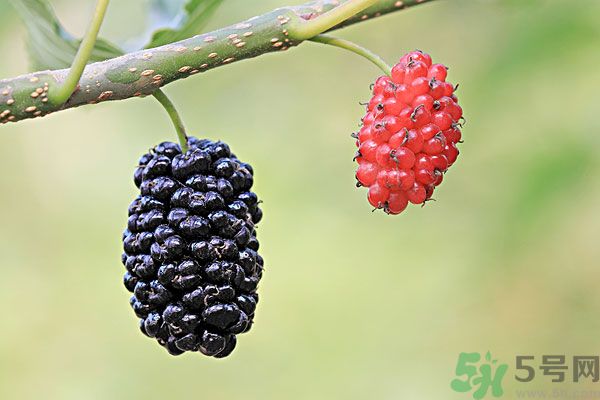 哺乳期吃桑葚有什么好处,哺乳期可以吃桑葚的功效和作用 哺乳期吃桑葚有什么好处,哺乳期可以吃桑葚的功效和作用