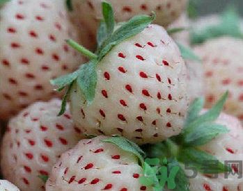 菠萝莓怎么吃,菠萝果怎么吃