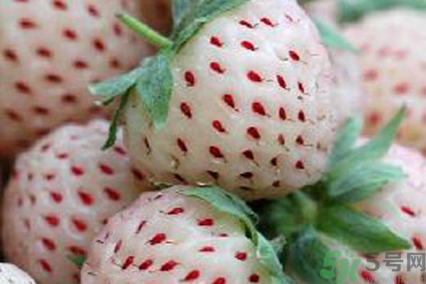 怀孕三个月能吃菠萝吗,怀孕三个月可以吃菠菜吗 怀孕三个月能吃菠萝吗,怀孕三个月可以吃菠菜吗