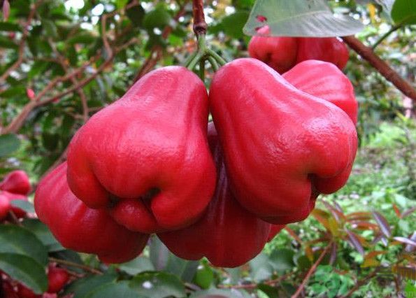 水果的性质分类,水果性质大全 水果的性质分类,水果性质大全