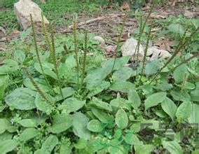 车前草对痛风的作用,车前草对痛风起作用吗