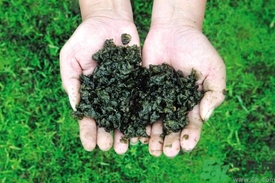 地皮菜的功效和禁忌有保质期么,地皮菜的功效和禁忌