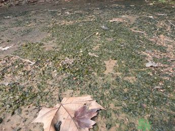 孕妇吃地皮菜好吗,孕妇能吃地皮菜吗 孕妇吃地皮菜好吗,孕妇能吃地皮菜吗