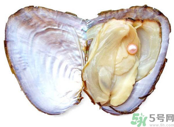河蚌的营养价值及功效,河蚌的营养价值小孩能吃吗 河蚌的营养价值及功效,河蚌的营养价值小孩能吃吗