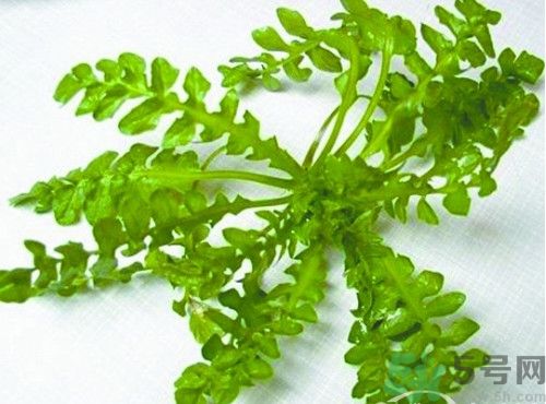 荠菜怎么泡水喝,荠菜怎么泡水