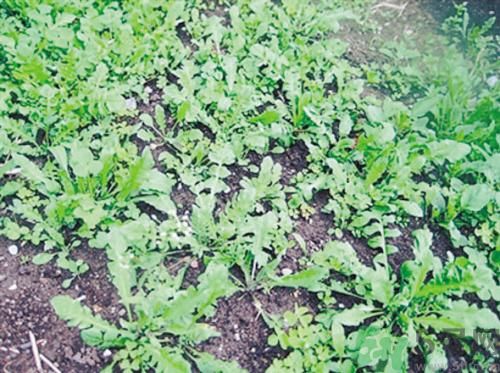 吃荠菜拉肚子怎么办,吃荠菜拉肚子怎么回事