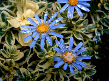 紫菀的临床应用,紫菀功效和主治 紫菀的临床应用,紫菀功效和主治