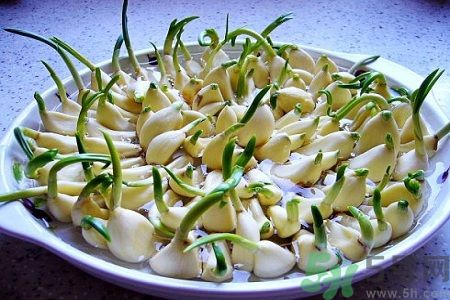 发芽的大蒜还能吃吗?,怎样才能使大蒜不发芽?好保存