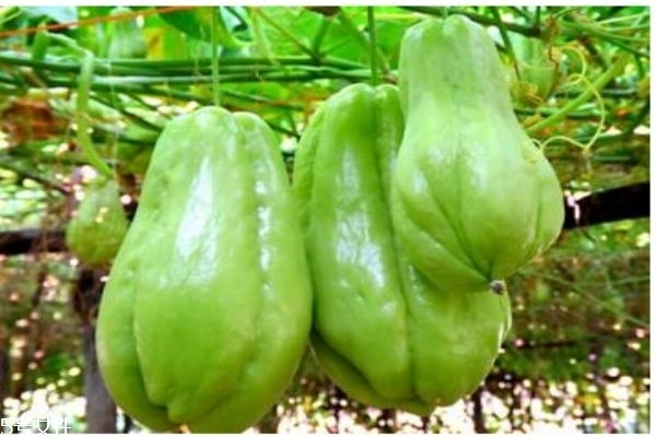 佛手瓜适合什么人群呢(佛手瓜适宜什么人群使用) 佛手瓜适合什么人群呢(佛手瓜适宜什么人群使用)