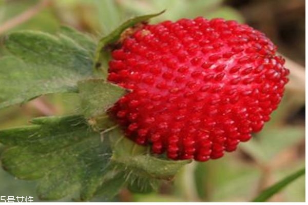 如何辨别蛇莓呢(怎么分辨草莓和蛇莓) 如何辨别蛇莓呢(怎么分辨草莓和蛇莓)