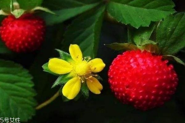 蛇莓有什么作用呢(蛇莓有什么作用呢?)