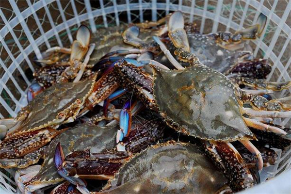 代替睫毛夹的方法,睫毛夹没有拿什么代替 代替睫毛夹的方法,睫毛夹没有拿什么代替