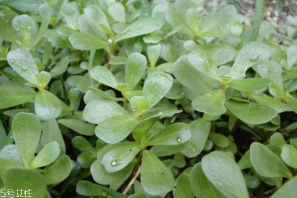 蚂蚁菜有什么做法呢(蚂蚁菜的做法)