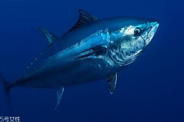 吃金枪鱼有什么好处呢(吃金枪鱼的好处)