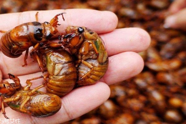 金蝉壳有什么营养价值呢(金蝉壳的作用)