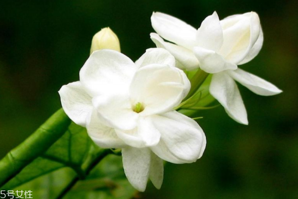 花香调和木香调哪个好,花果香调和木质香调的区别 花香调和木香调哪个好,花果香调和木质香调的区别