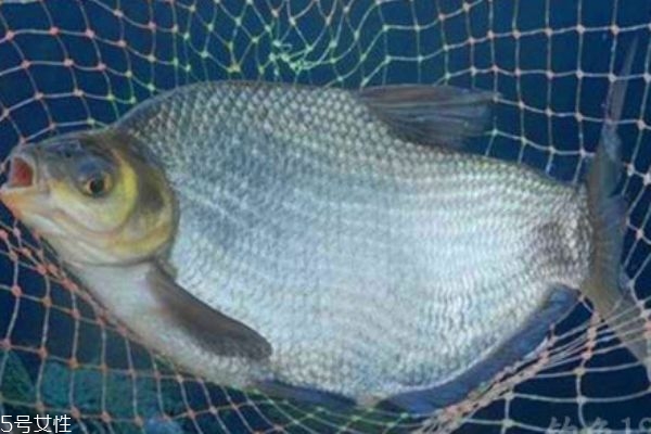 鳊鱼生长在哪里呢(鲥鱼生长在哪里)