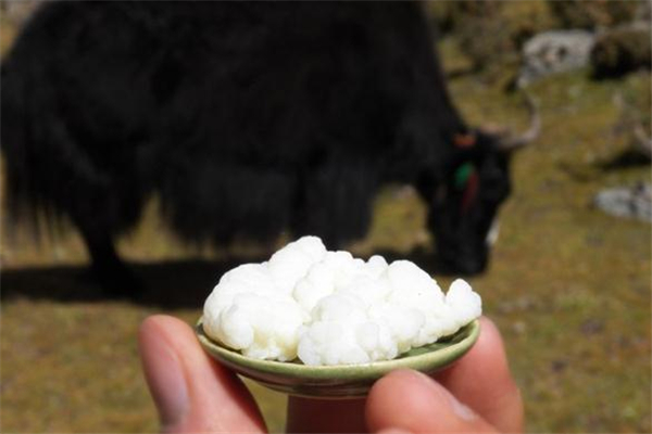 雪莲菌的食用方法(雪莲菌的食用方法)