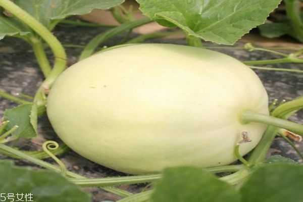 梨瓜上市一般是几月份呢(梨什么时候上市)