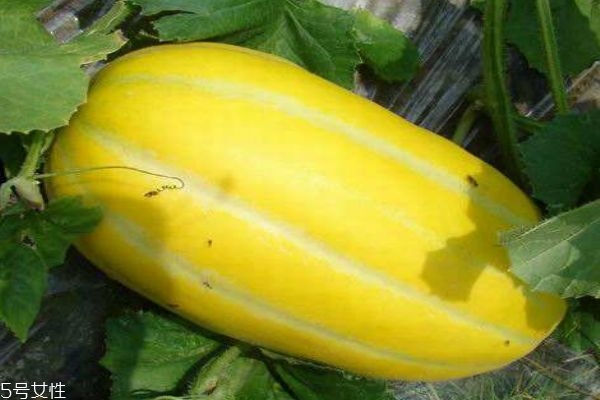 黄金瓜的功效有什么呢(黄金瓜的功效和作用)