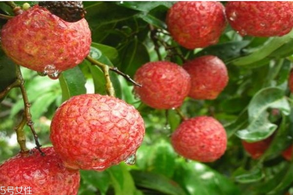 挂绿荔枝的种植是什么呢(挂绿荔枝苗)