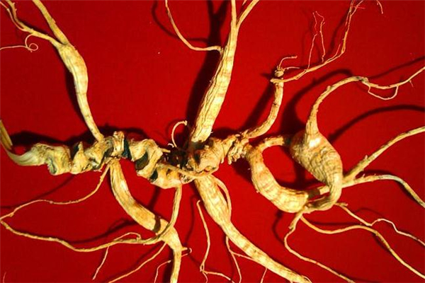 野山参怎么吃(野山参怎么吃效果最好)