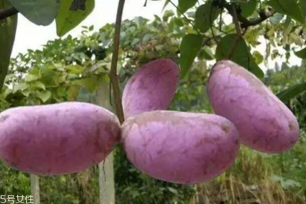 八月炸可以怎么保存呢(八月炸图片怎么吃法)