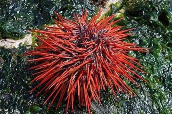 海胆要怎么吃呢(海胆应该怎么吃) 海胆要怎么吃呢(海胆应该怎么吃)