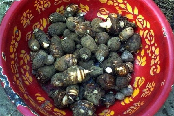 香芋营养价值(香芋营养价值及功效和作用)