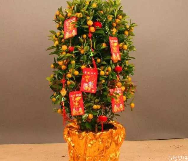 金钱橘怎么摆放,金钱橘怎么存放 金钱橘怎么摆放,金钱橘怎么存放