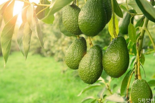 牛油果是什么季节的,牛油果季节是几月份 牛油果是什么季节的,牛油果季节是几月份