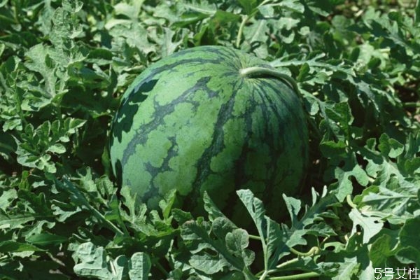 西瓜怎么保存时间最长,南瓜最好的储存方法 西瓜怎么保存时间最长,南瓜最好的储存方法