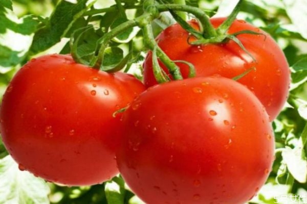 怎么挑选西红柿妙招经验,怎么挑选西红柿