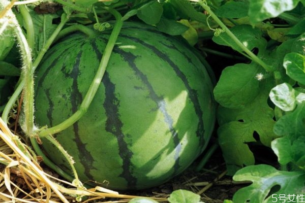 什么品种的西瓜最甜又好吃,哪种西瓜品种最甜