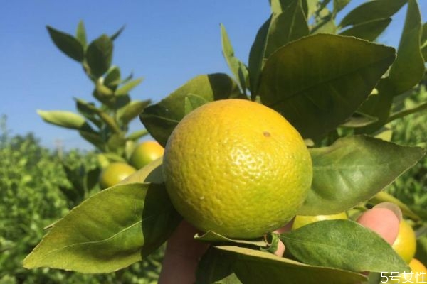 皇帝柑和橙子的区别,皇帝柑和橙子的区别 皇帝柑和橙子的区别,皇帝柑和橙子的区别