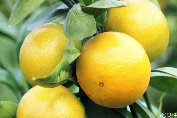 皇帝柑是转基因的吗?,皇帝柑是不是转基因