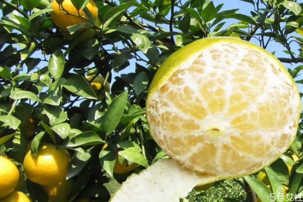 沃柑上火还是降火,沙糖桔上火还是降火 沃柑上火还是降火,沙糖桔上火还是降火