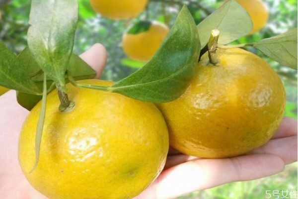 皇帝柑绿皮好还是黄皮好,皇帝柑是绿皮还是黄皮