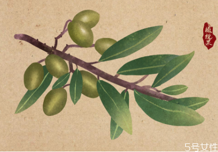 青橄榄泡酒有什么功效和作用,青橄榄泡白酒有何功效呢?