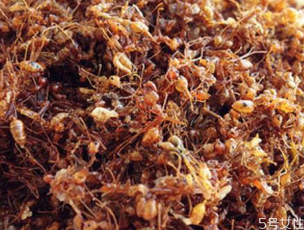 酸蚂蚁的吃法,酸蚂蚁的功效和用法