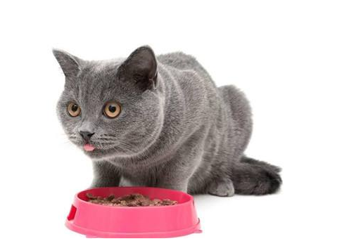 猫咪的营养餐如何搭配,猫咪营养餐大全