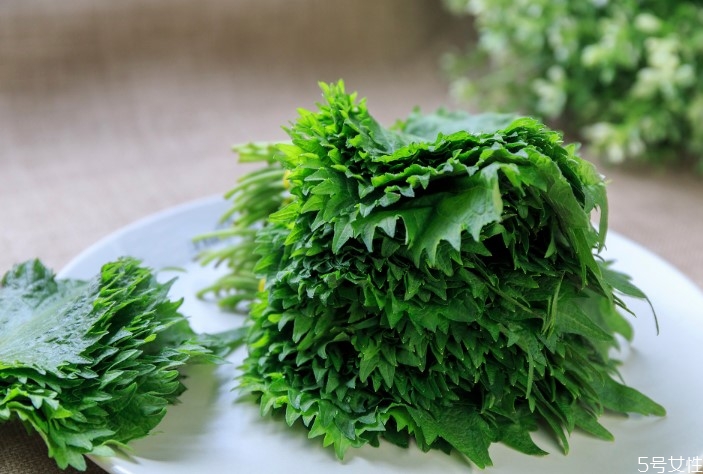 苏子叶的功效和作用及食用方法,苏子叶的功效和作用适合人群 苏子叶的功效和作用及食用方法,苏子叶的功效和作用适合人群