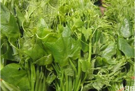 南瓜尖的功效和作用及禁忌,南瓜尖的功效和作用 南瓜尖的功效和作用及禁忌,南瓜尖的功效和作用