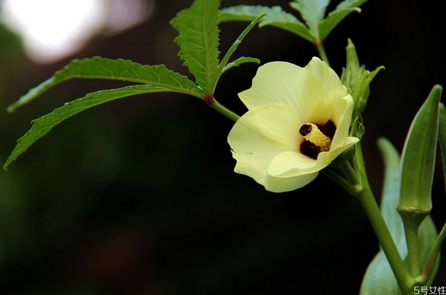 秋葵花泡水喝能减肥吗,喝秋葵花泡水有何功效