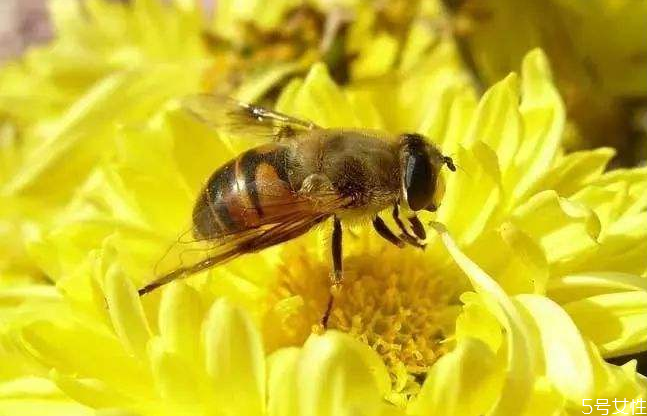 黄蜂泡酒的功效和危害,黄蜂泡酒的功效是什么 黄蜂泡酒的功效和危害,黄蜂泡酒的功效是什么