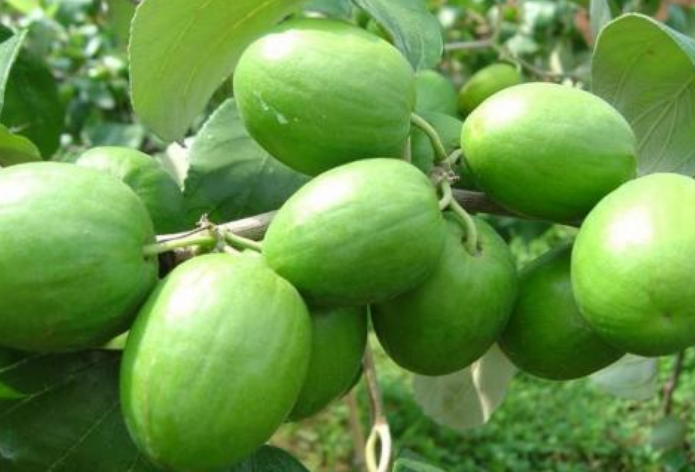 青枣能泡酒吗,红枣泡酒用多少度白酒 青枣能泡酒吗,红枣泡酒用多少度白酒